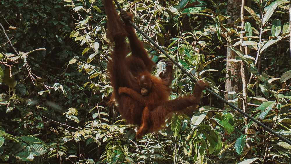 Mother and baby orangutan