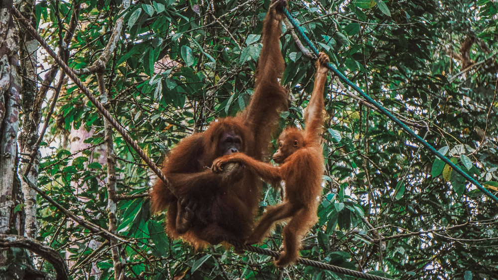 Mother and baby orangutan