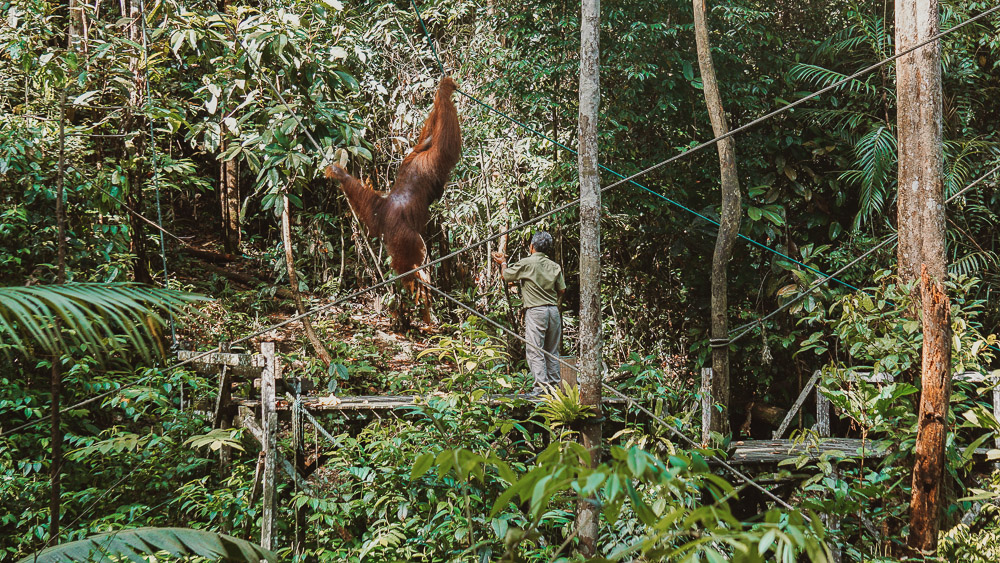 Orangutan and man in jungle
