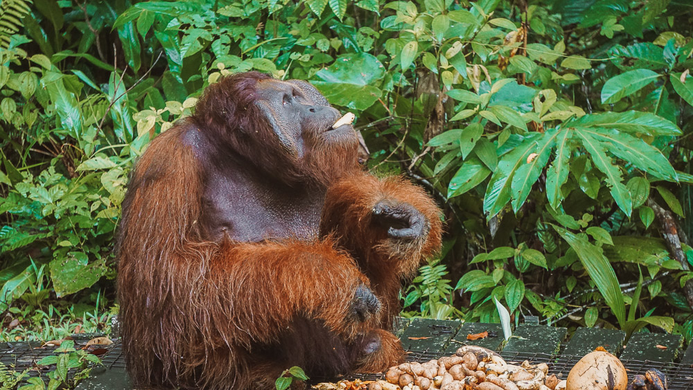 Orangutan eating food in forest